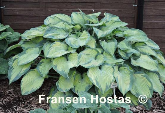 Hosta Beckoning